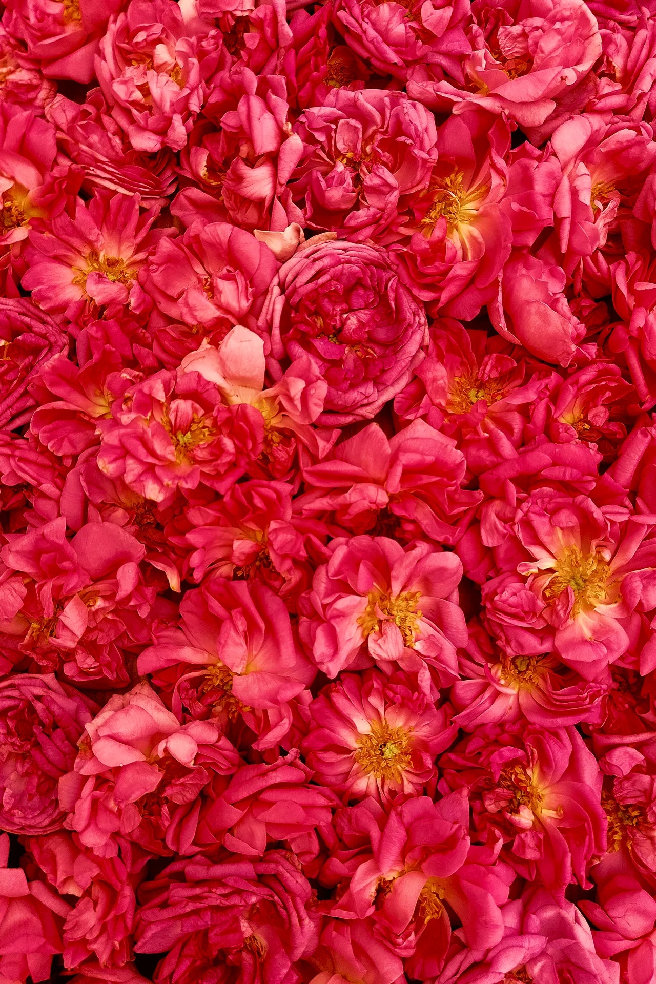 معجون فراولو بالورد - وصفة زمنية