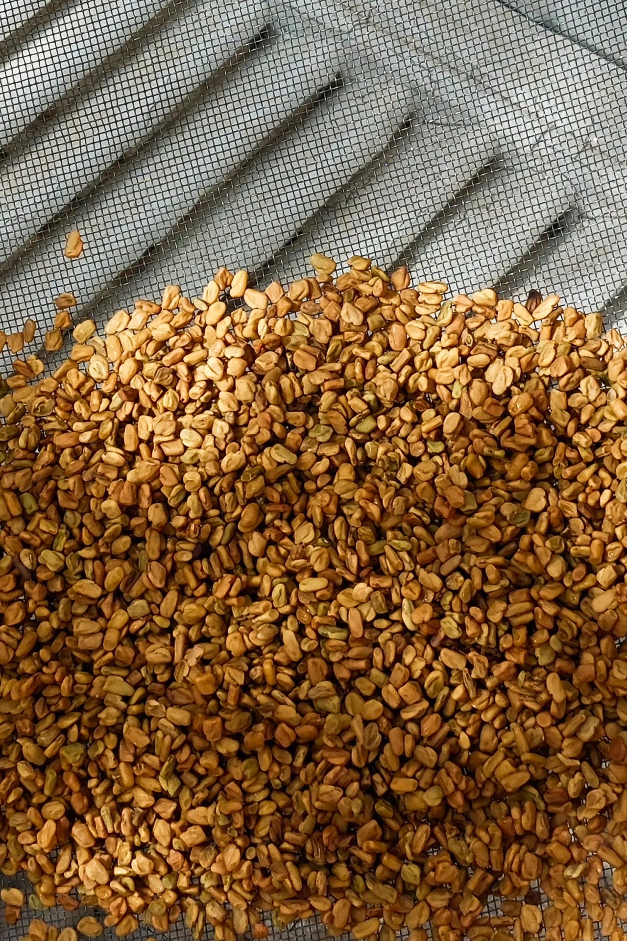 سمـــن حـــر