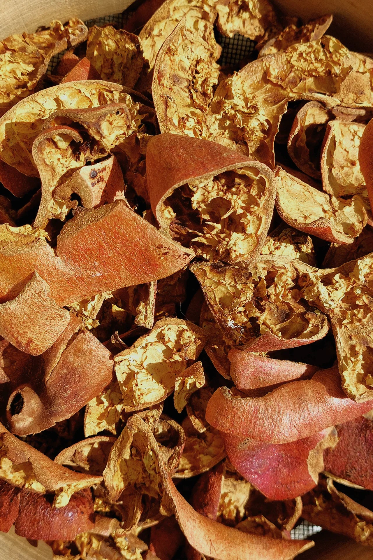 تــيزانــا بشوش الورد القيرواني