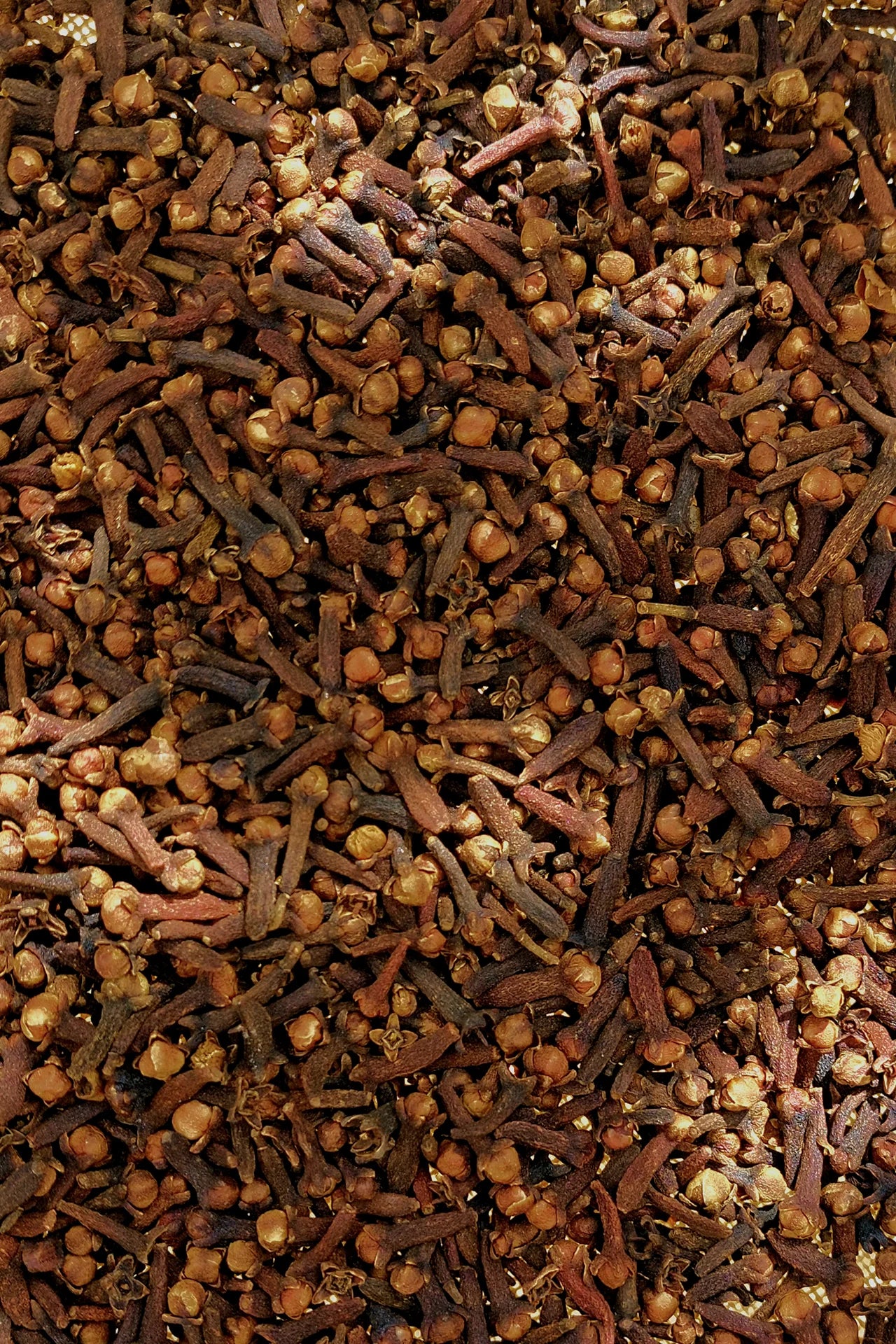 فلفل أكــحل بشــوش الــورد