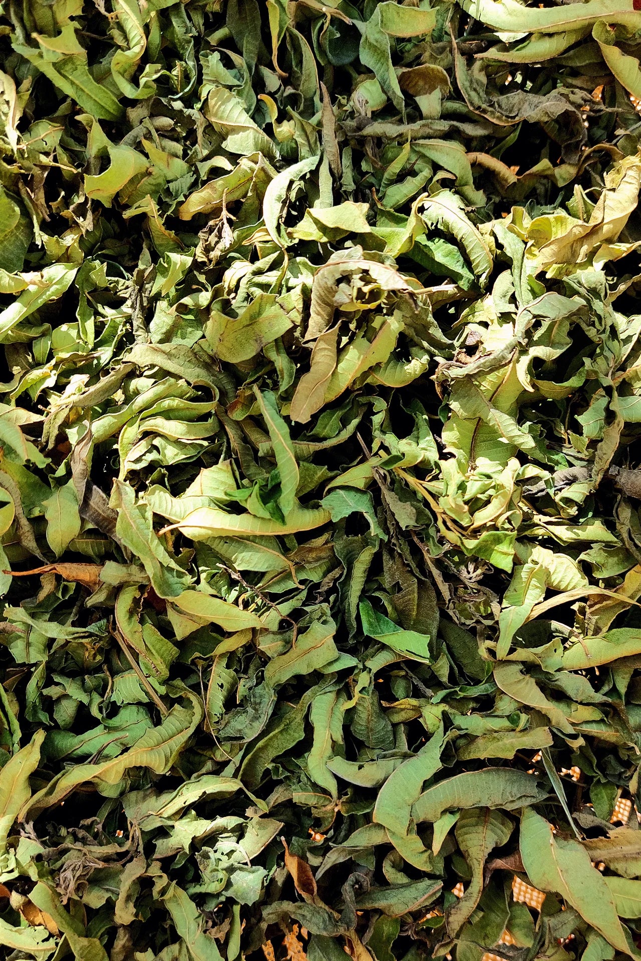 تــيزانــا بشوش الورد القيرواني