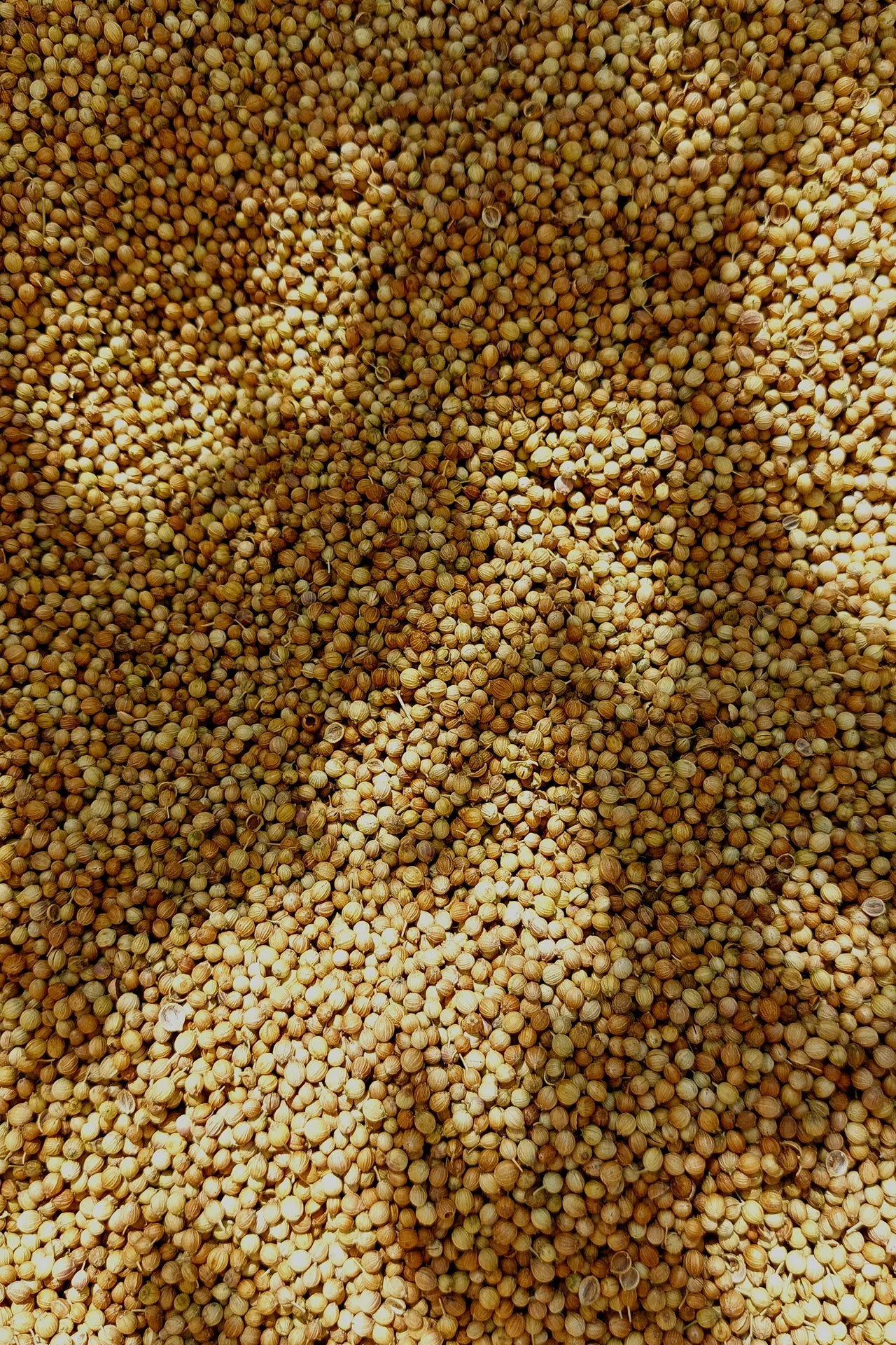 تــيزانــا بشوش الورد القيرواني