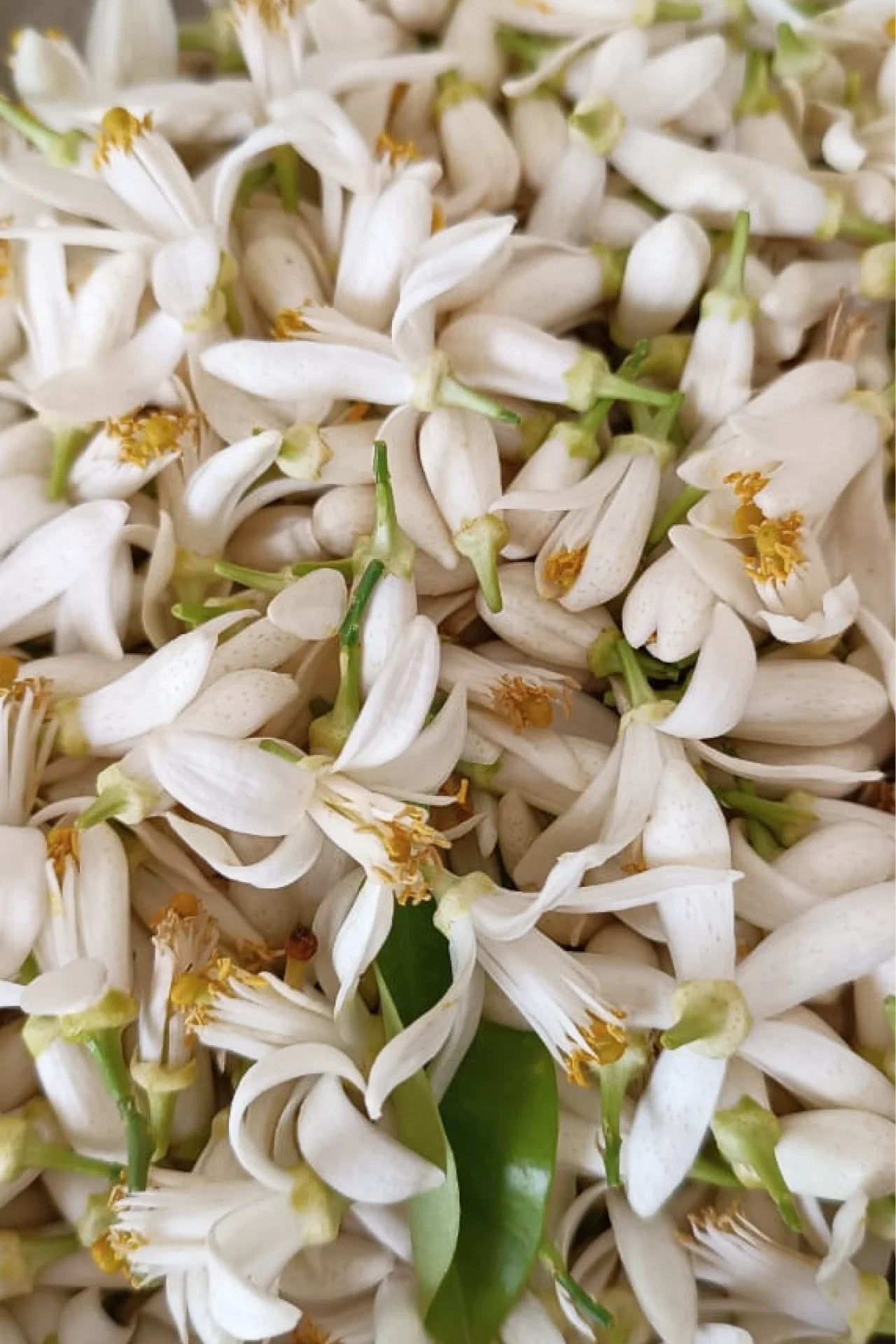 فاشكة مـاء الزهــر – تقـطير زمنــي