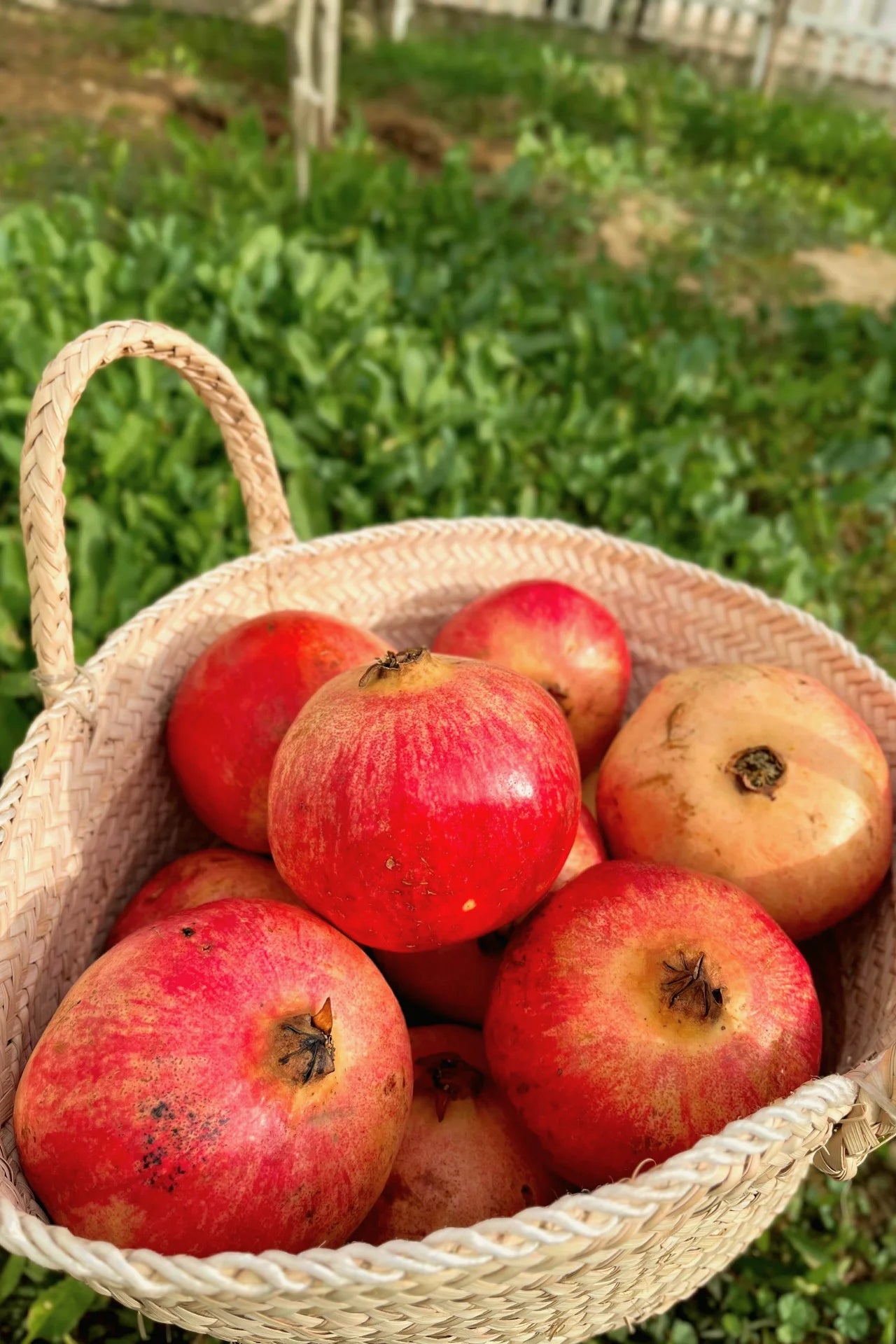 هديّة راس عام مفيانا